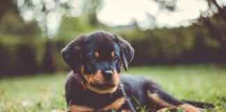 PuppyGirlXD: The Rise of This Social Media Phenomenon PuppyGirlXD: The Rise of This Social Media Phenomenon