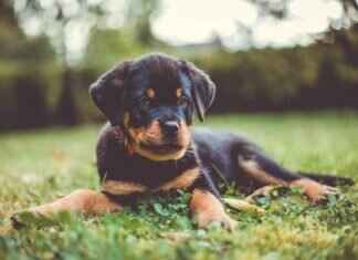 PuppyGirlXD: The Rise of This Social Media Phenomenon PuppyGirlXD: The Rise of This Social Media Phenomenon