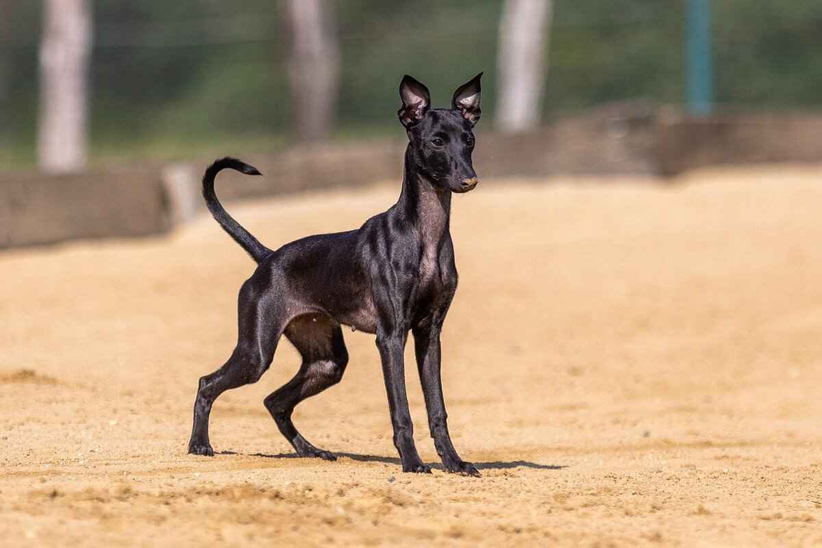 Rachel Dolezal: Controversial Life, Identity, and Where She Is Now 1 Who is Rachel Dolezal?