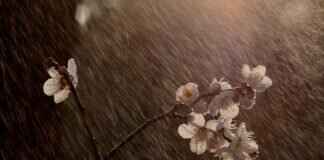 Rain Sensing Windshield Wipers: Are They Worth the Investment? Rain Sensing Windshield Wipers: Are They Worth the Investment?