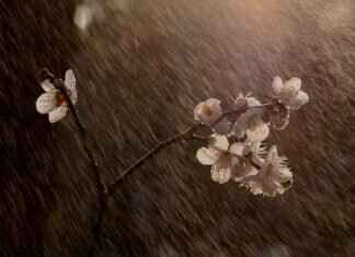 Rain Sensing Windshield Wipers: Are They Worth the Investment? Rain Sensing Windshield Wipers: Are They Worth the Investment?