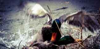 Regirock Pokémon Attack Power, Special Abilities, and How to Build the Best Team Regirock Pokémon Attack Power, Special Abilities, and How to Build the Best Team