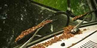 Replacing Windshield Wipers: When to DIY vs. Get Professional Help Replacing Windshield Wipers: When to DIY vs. Get Professional Help