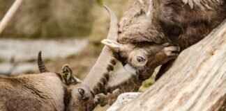 Revavroom Pokémon: Best Moveset, Strengths, and How to Use It in Battle Revavroom Pokémon: Best Moveset, Strengths, and How to Use It in Battle