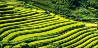 Rice Coat of Arms: The History Behind This Symbol Rice Coat of Arms: The History Behind This Symbol