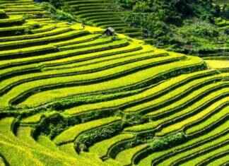 Rice Coat of Arms: The History Behind This Symbol Rice Coat of Arms: The History Behind This Symbol