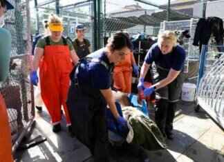 Rise in Poisoned Sea Lions Poses Threat to Beachgoers rise-in-poisoned-sea-lions-poses-threat-to-beachgoers
