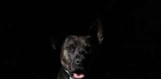 Robo-Dog: The High-Tech Hero of Paw Patrol Explained Robo-Dog: The High-Tech Hero of Paw Patrol Explained