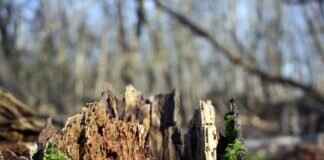 Rotom Pokémon Stats, Moveset, Evolution, and How to Use It in Competitive Play Rotom Pokémon Stats, Moveset, Evolution, and How to Use It in Competitive Play