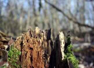 Rotom Pokémon Stats, Moveset, Evolution, and How to Use It in Competitive Play Rotom Pokémon Stats, Moveset, Evolution, and How to Use It in Competitive Play