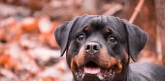 Rottweiler Dog Bite Force – Just How Strong Is It? Rottweiler Dog Bite Force – Just How Strong Is It?