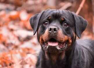 Rottweiler Dog Bite Force – Just How Strong Is It? Rottweiler Dog Bite Force – Just How Strong Is It?