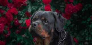 Rottweiler Köpek Isırma Gücü – Gerçekten Ne Kadar Güçlü? Rottweiler Köpek Isırma Gücü – Gerçekten Ne Kadar Güçlü?