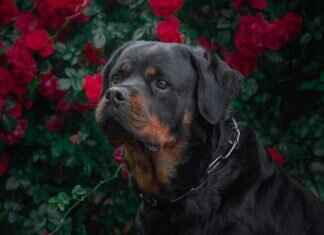 Rottweiler Köpek Isırma Gücü – Gerçekten Ne Kadar Güçlü? Rottweiler Köpek Isırma Gücü – Gerçekten Ne Kadar Güçlü?
