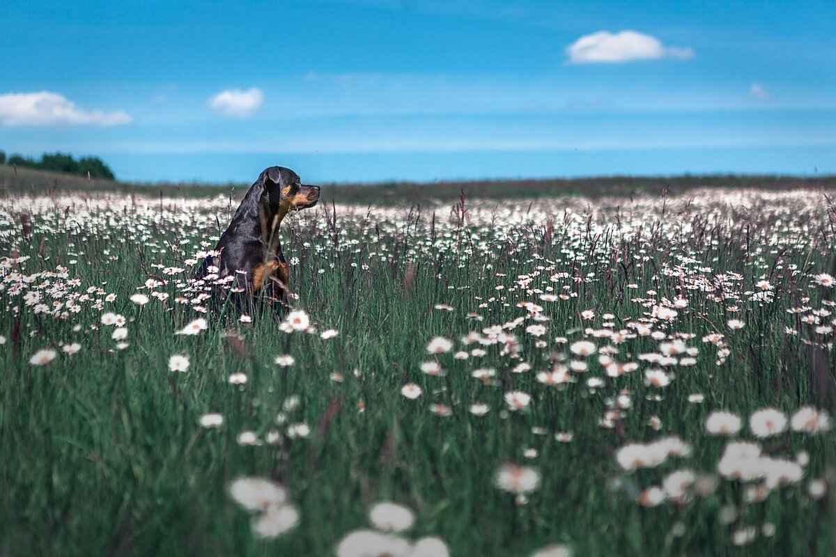 Understanding Dog Bite Force