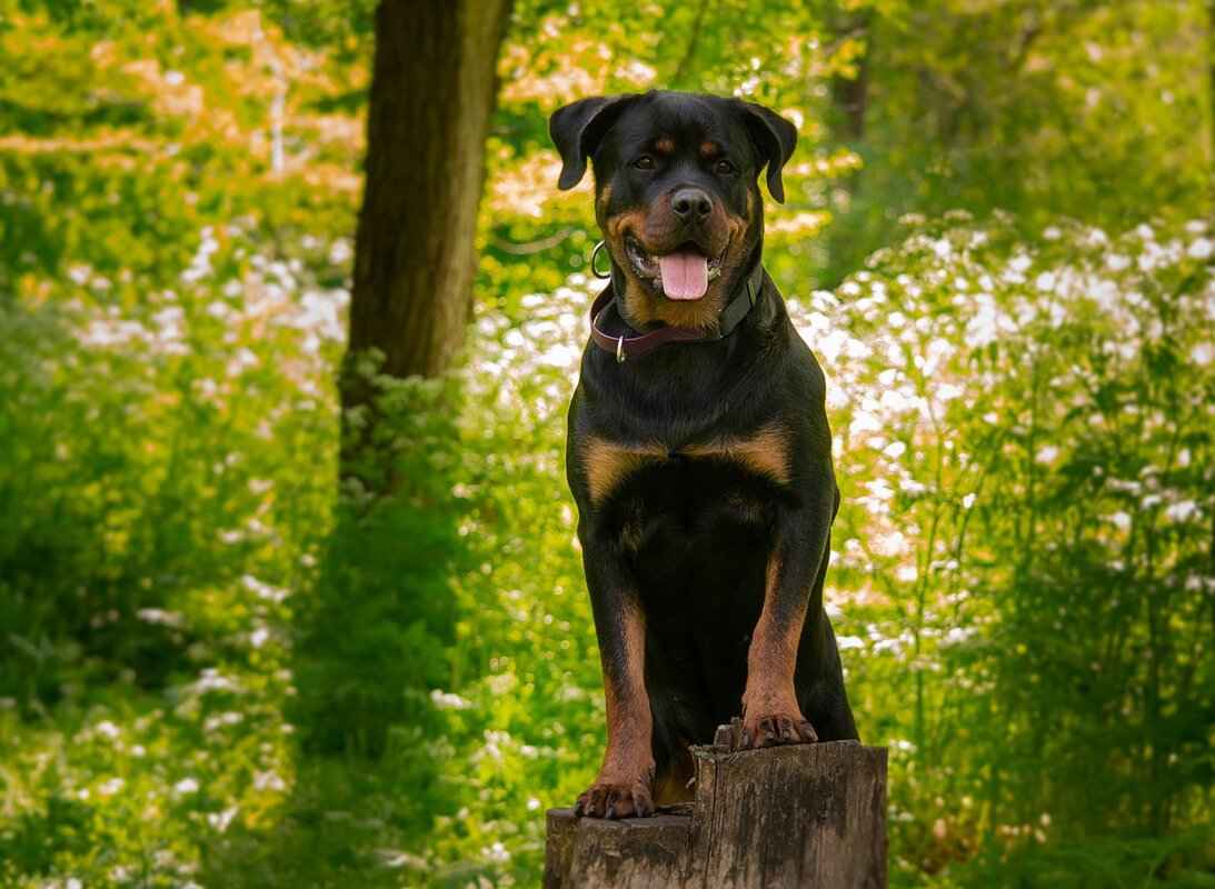 Rottweiler Nedir?
