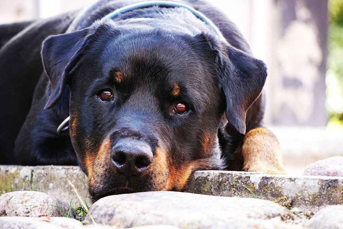 Rottweiler'ların Eğitiminde Isırma Gücü