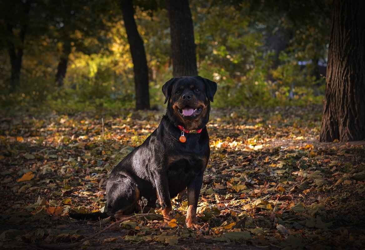 Conclusion: Understanding Rottweiler Bite Force