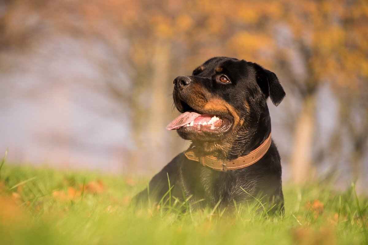 Rottweiler'ların Koruma Yeteneği