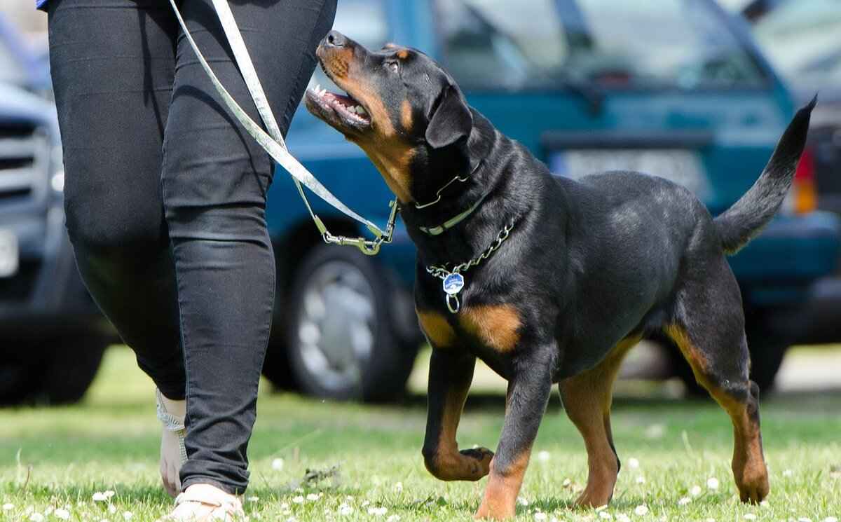 Rottweiler Bite Force Measurement