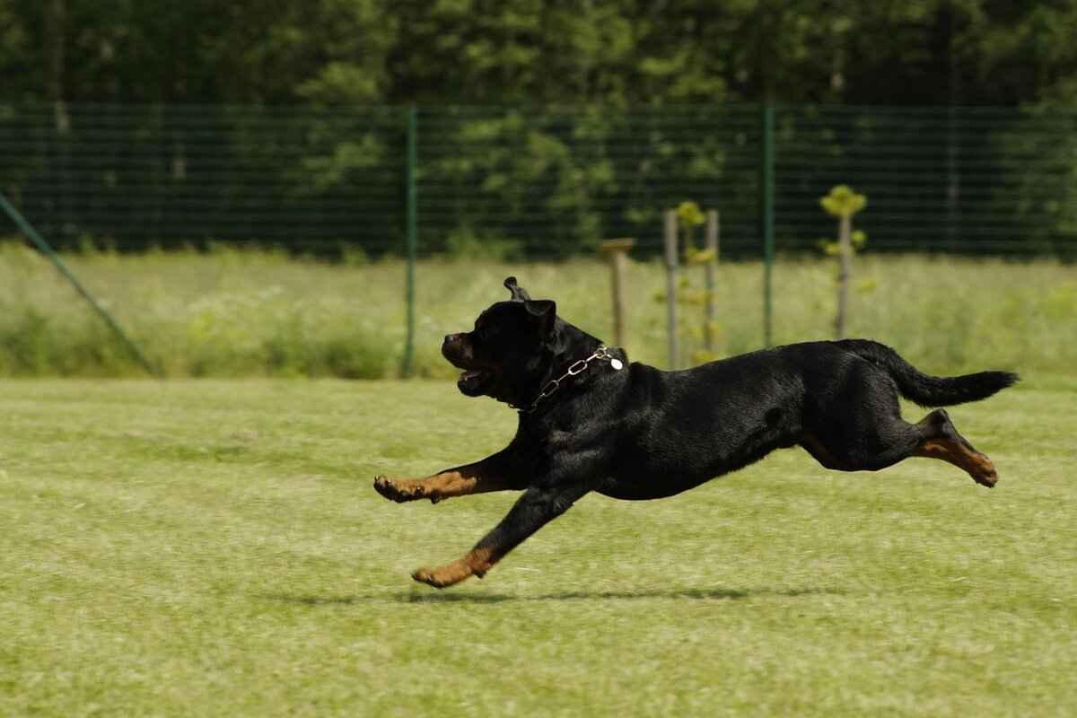 Rottweiler'ın Fiziksel Özellikleri