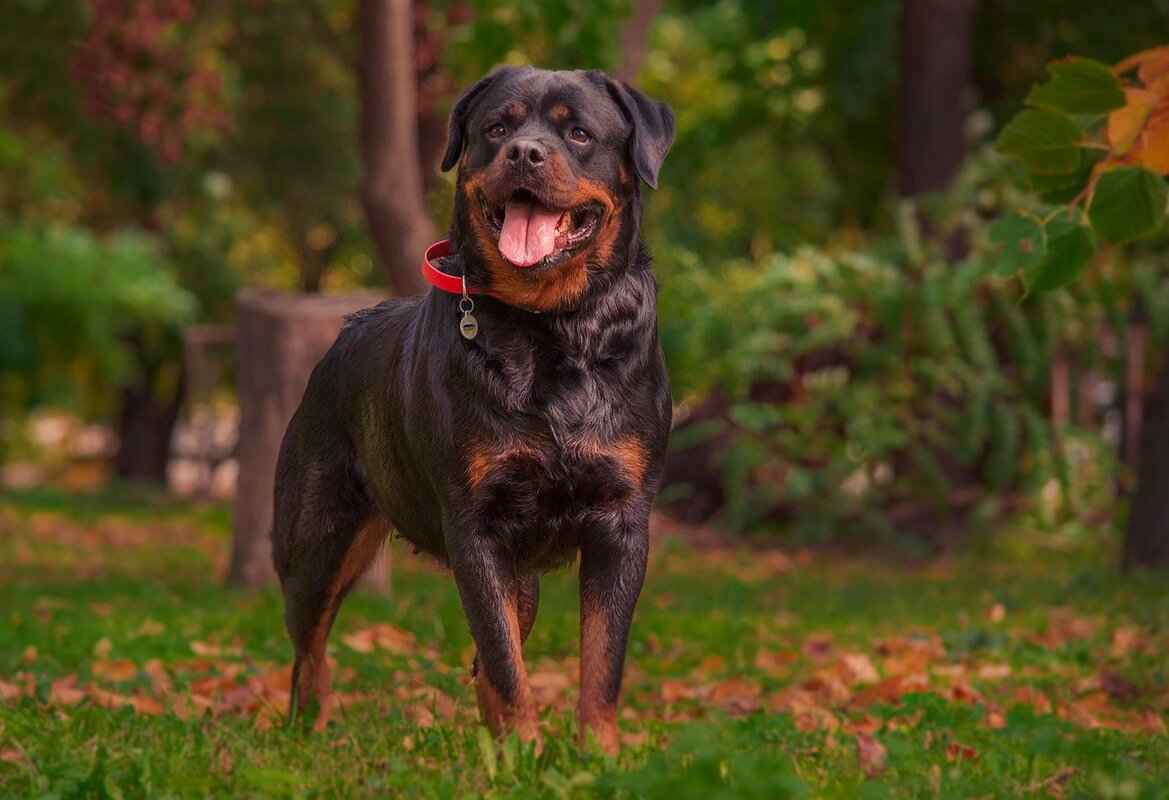 Rottweiler'ın Isırma Gücü Ne Kadar?