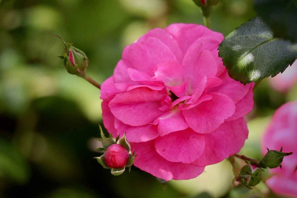 Introduction to Rubi Rose