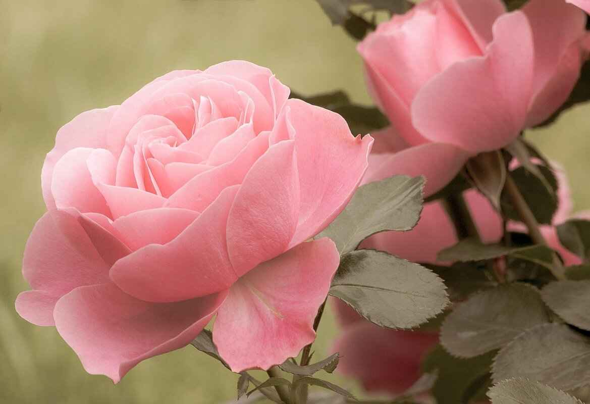 Who is Rubi Rose? (Biography & Background)