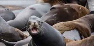 Ruidoso Map: Best Places to Visit & Travel Tips Ruidoso Map: Best Places to Visit & Travel Tips