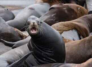 Ruidoso Map: Best Places to Visit & Travel Tips Ruidoso Map: Best Places to Visit & Travel Tips