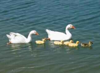 Ryan Gosling and Emma Stone Crazy Stupid Love: Why Their Chemistry Is Timeless Ryan Gosling and Emma Stone Crazy Stupid Love: Why Their Chemistry Is Timeless