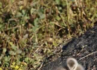 Ryan Gosling and Emma Stone Movie: Exploring Their On-Screen Magic Ryan Gosling and Emma Stone Movie: Exploring Their On-Screen Magic