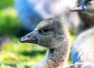 Ryan Gosling and Emma Stone Movies: Their Chemistry on Screen Ryan Gosling and Emma Stone Movies: Their Chemistry on Screen