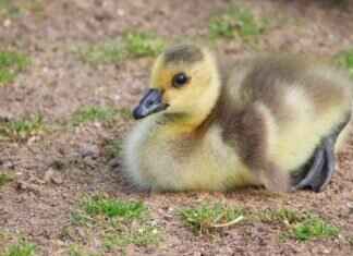 Ryan Gosling and Emma Stone: Their Chemistry That Fans Can’t Get Enough Of Ryan Gosling and Emma Stone: Their Chemistry That Fans Can't Get Enough Of