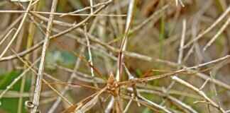 Ryder from Paw Patrol: Everything You Need to Know About the Young Leader Ryder from Paw Patrol: Everything You Need to Know About the Young Leader