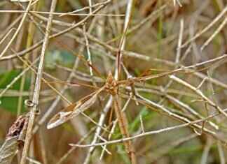 Ryder from Paw Patrol: Everything You Need to Know About the Young Leader Ryder from Paw Patrol: Everything You Need to Know About the Young Leader