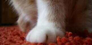 Ryder: The Leader Behind the Paw Patrol Ryder: The Leader Behind the Paw Patrol