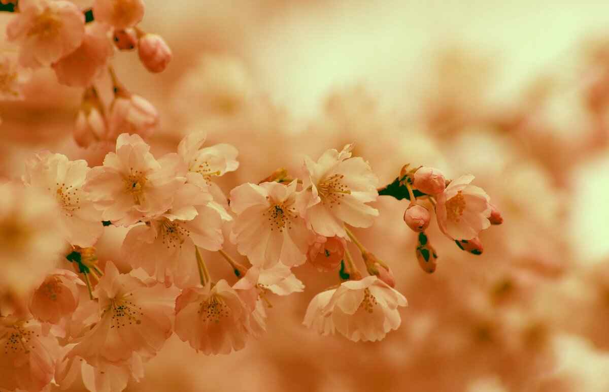 Where to Experience Hanami and Try These Foods?