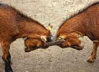 Salazzle Pokémon: Strengths, Best Moveset, and How to Use It in Battle Salazzle Pokémon: Strengths, Best Moveset, and How to Use It in Battle