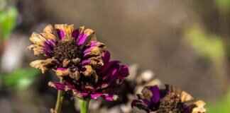 Sanibel Hurricane Helene: Damage Reports and Relief Efforts Sanibel Hurricane Helene: Damage Reports and Relief Efforts