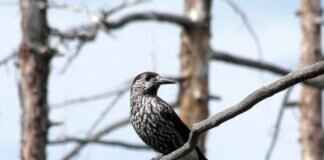 Scream Tail Pokémon: Best Moveset, Battle Tactics, and Competitive Strategy Scream Tail Pokémon: Best Moveset, Battle Tactics, and Competitive Strategy