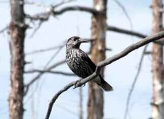 Scream Tail Pokémon: Best Moveset, Battle Tactics, and Competitive Strategy Scream Tail Pokémon: Best Moveset, Battle Tactics, and Competitive Strategy