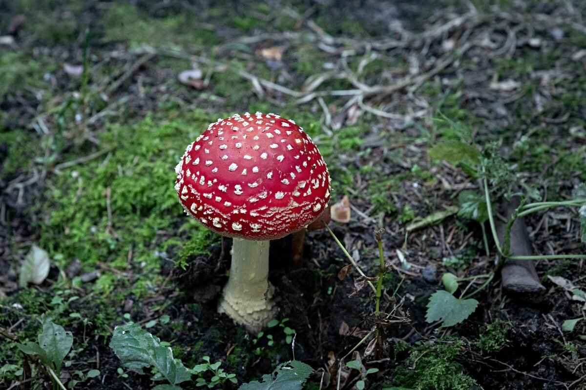 Seviper Pokémon Moveset, Evolution Chart, and Best Battle Uses 1 Understanding Seviper: A Unique Poison-Type Pokémon