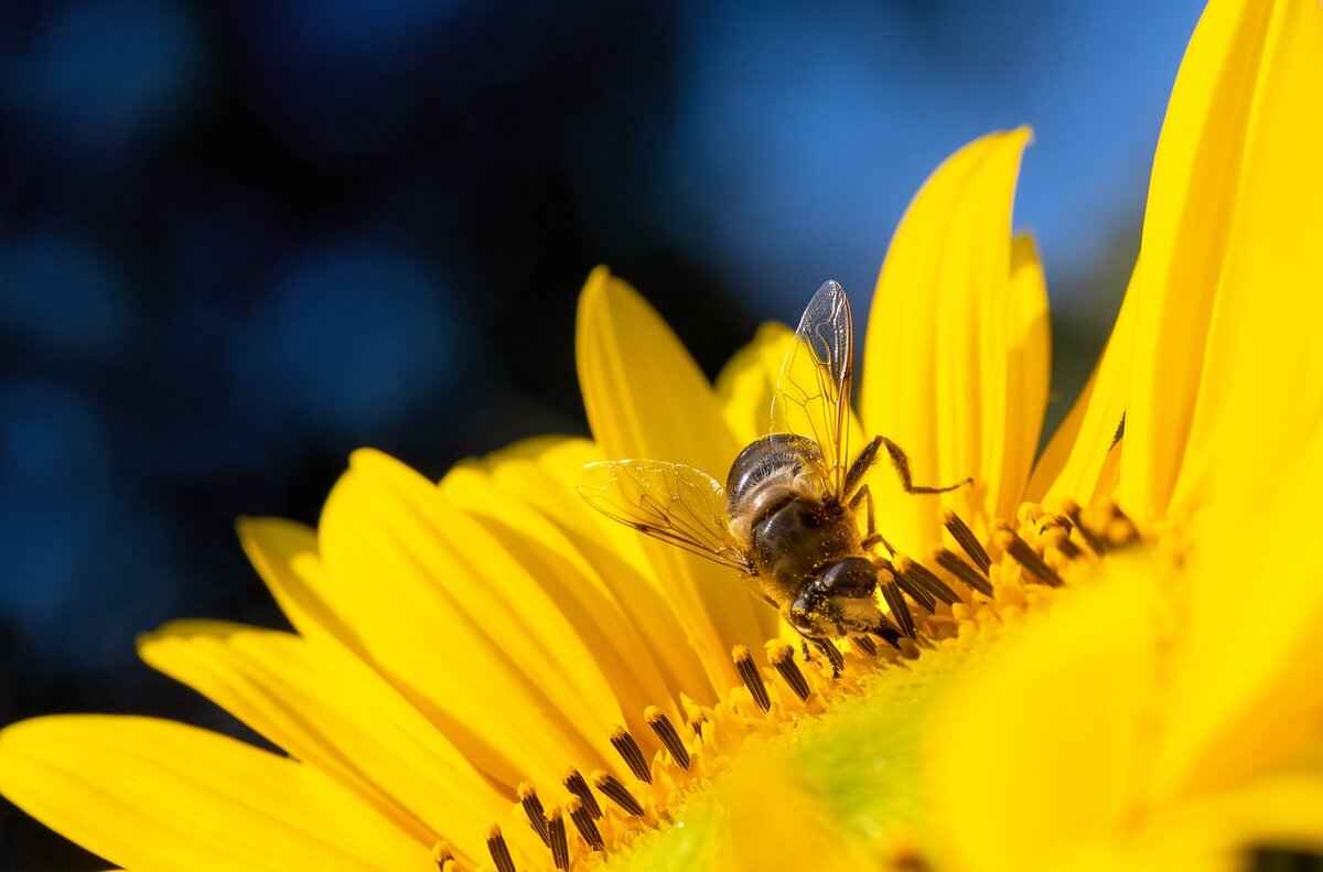 What is Shannon Swanick TPO?