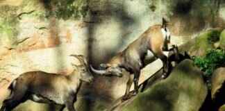 Shedinja Pokémon Stats, Moveset, Evolution, and How to Use It in Battles Shedinja Pokémon Stats, Moveset, Evolution, and How to Use It in Battles