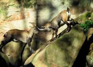 Shedinja Pokémon Stats, Moveset, Evolution, and How to Use It in Battles Shedinja Pokémon Stats, Moveset, Evolution, and How to Use It in Battles