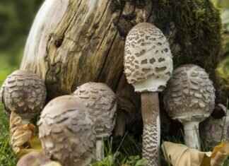 Shiitake Mushrooms & Their Immune-Boosting Properties Shiitake Mushrooms & Their Immune-Boosting Properties