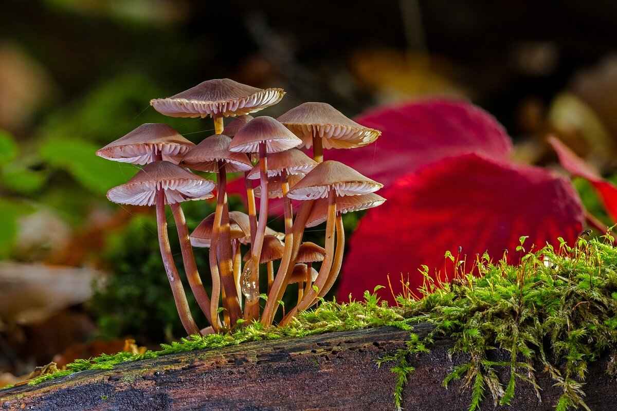 Are There Any Risks Associated with Shiitake Mushrooms?