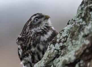 Shogatsu Specialties: Mochi, Soba, and Other New Year Dishes Shogatsu Specialties: Mochi, Soba, and Other New Year Dishes