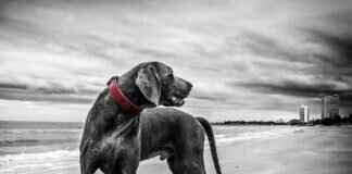 Should You Get a Tetanus Shot After a Dog Bite? Expert Advice # Should You Get a Tetanus Shot After a Dog Bite? Expert Advice Should You Get a Tetanus Shot After a Dog Bite? Expert Advice # Should You Get a Tetanus Shot After a Dog Bite? Expert Advice